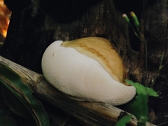 Laetiporaceae