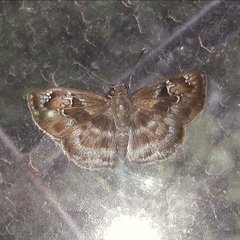 Quadrus u-lucida mimus