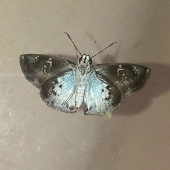 Quadrus u-lucida mimus