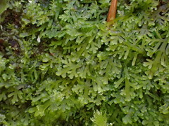 Riccardia multifida