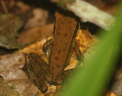 Forest White-lipped Frog
