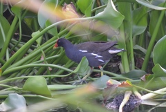 Gallinula chloropus