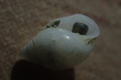 Acteonidae