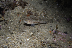 Gobius gasteveni