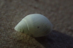 Acteonidae
