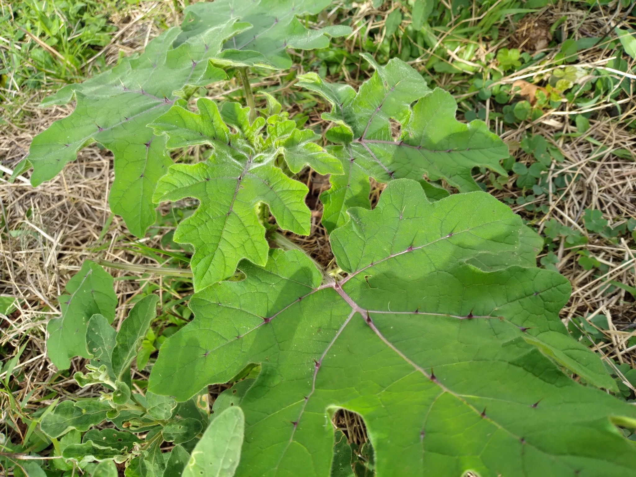 Solanum viarum