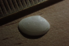 Elliptotellina urinatoria