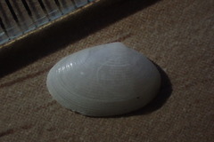 Elliptotellina urinatoria