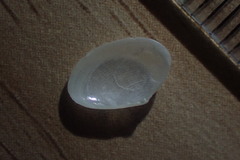 Elliptotellina urinatoria