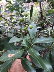 Croton verreauxii