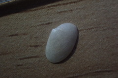 Elliptotellina urinatoria