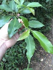 Croton verreauxii