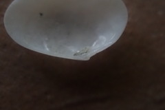 Elliptotellina urinatoria