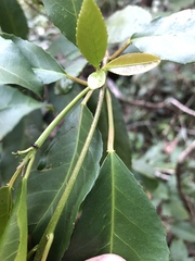 Croton verreauxii