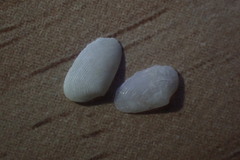 Elliptotellina urinatoria