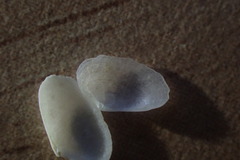 Elliptotellina urinatoria