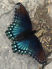 Limenitis arthemis arizonensis
