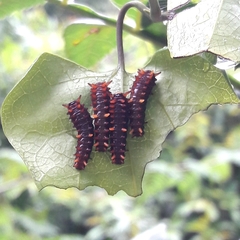 Battus polydamas polydamas