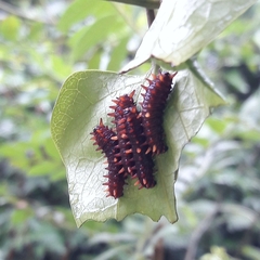 Battus polydamas polydamas