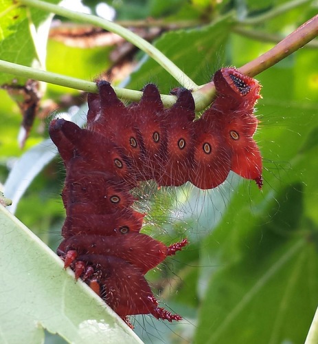 Imperial Moth, photo 10 of 10