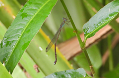 Indolestes tenuissimus