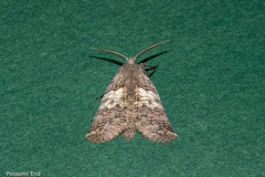 Declana griseata