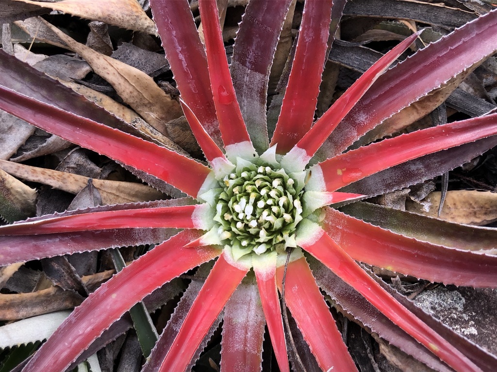 Sincoraea albopicta