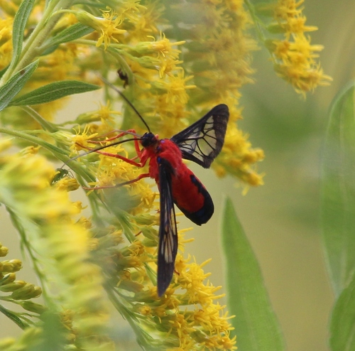 Scarlet-bodied Wasp Moth photo 5