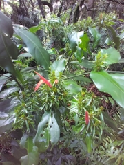 Justicia brasiliana