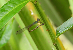 Indolestes tenuissimus