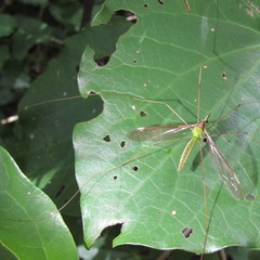Leptotarsus albistigma