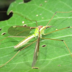 Leptotarsus albistigma