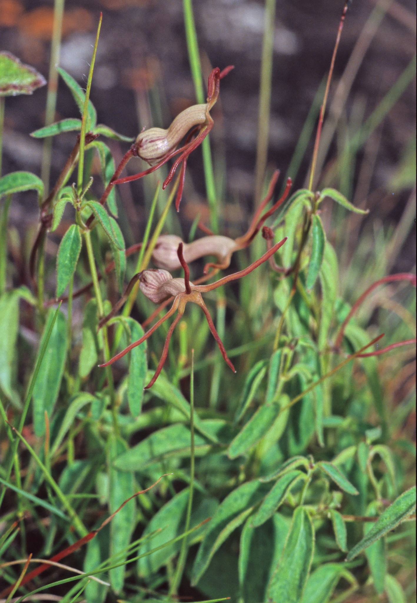 Ceropegia stenoloba