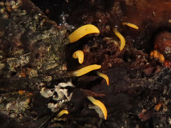Calocera glossoides