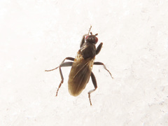 Crumomyia nitida