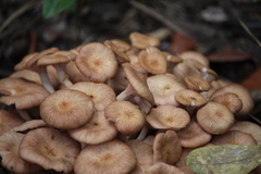 Desarmillaria caespitosa image