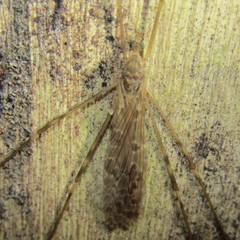 Austrolimnophila crassipes