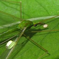 Leptotarsus holochlorus