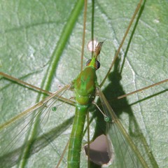 Leptotarsus holochlorus