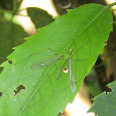 Leptotarsus holochlorus