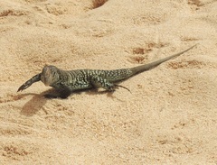 Pholidoscelis plei