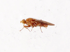 Suillia flavifrons