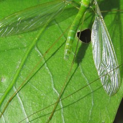 Leptotarsus holochlorus