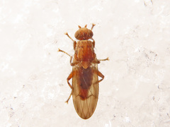 Suillia flavifrons