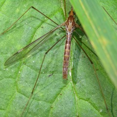 Leptotarsus elongatus