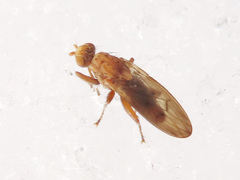 Suillia flavifrons
