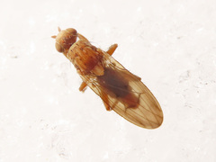 Suillia flavifrons