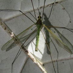 Leptotarsus viridis