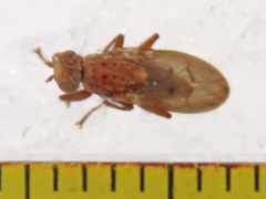 Suillia flavifrons