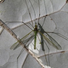 Leptotarsus viridis